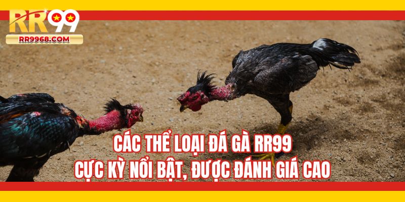 Các thể loại đá gà RR99 cực kỳ nổi bật, được đánh giá cao