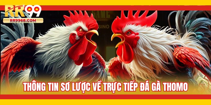 Thông tin sơ lược về trực tiếp đá gà Thomo